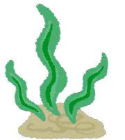 海藻