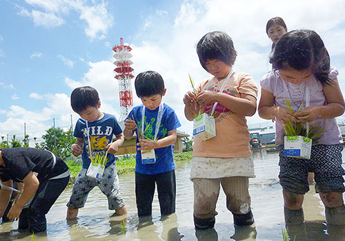 田植え