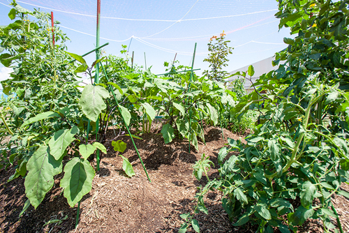 野菜畑